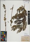 Foto von Salix myrsinifolia Salisb.